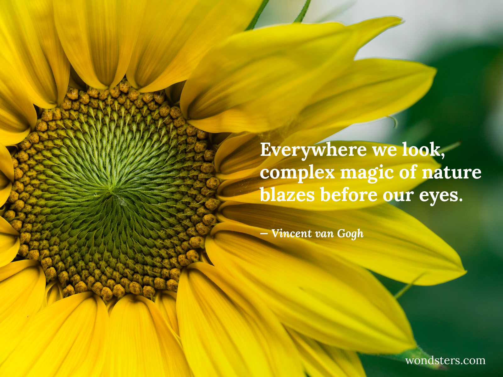 every-where-we-look-magic