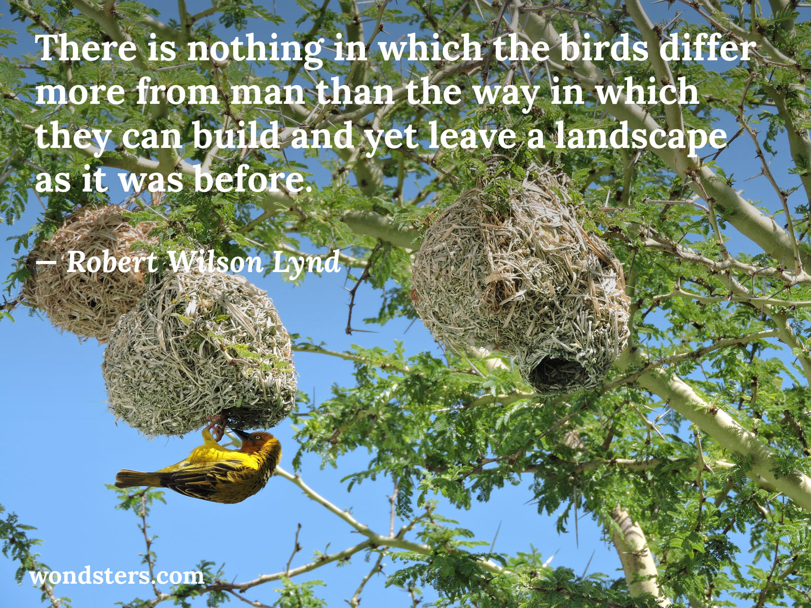There is nothing in which the birds differ more from man than the way in which they can build and yet leave a landscape as it was before
