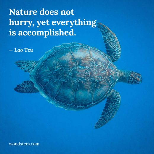 Nature does not hurry, yet everything is accomplished.