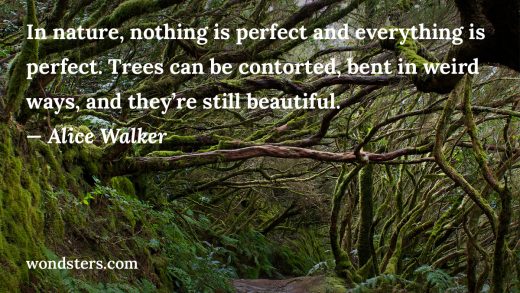 In nature, nothing is perfect and everything is perfect. Trees can be contorted, bent in weird ways, and they’re still beautiful. - quote by Alice Walker