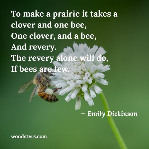 bee foraging a white clover flower