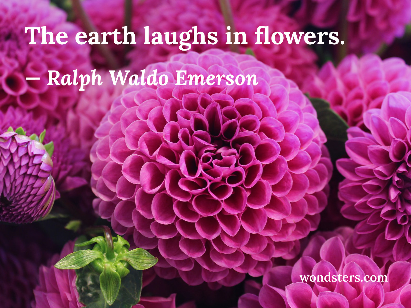 Pink flowers laughing.