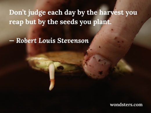 planting a mango seed