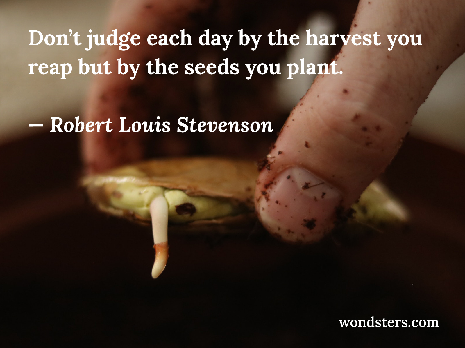 planting a mango seed