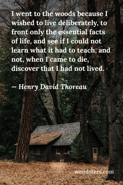 cabin the forest
