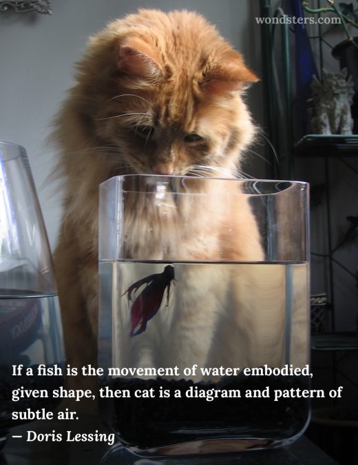 a fish and a cat