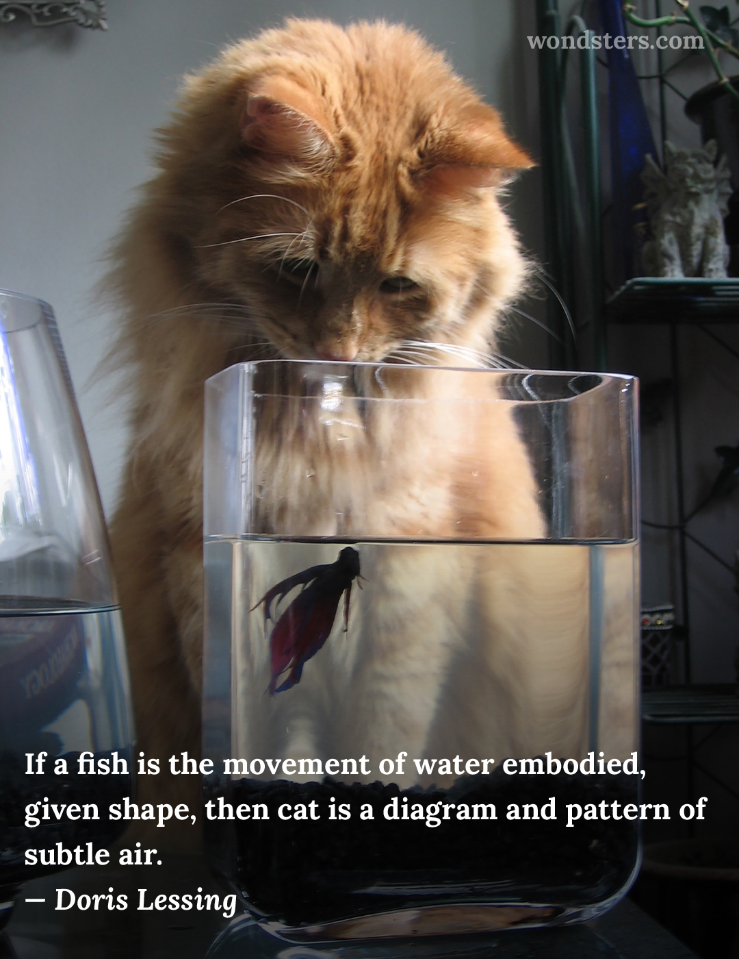 a fish and a cat