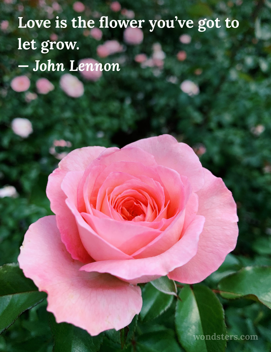 pink rose