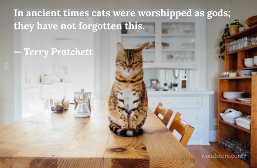 cats are gods