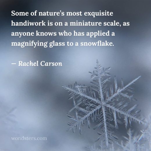 Some of nature most exquisite handiwork is on a miniature scale as anyone knows who has applied a magnifying glass to a snowflake