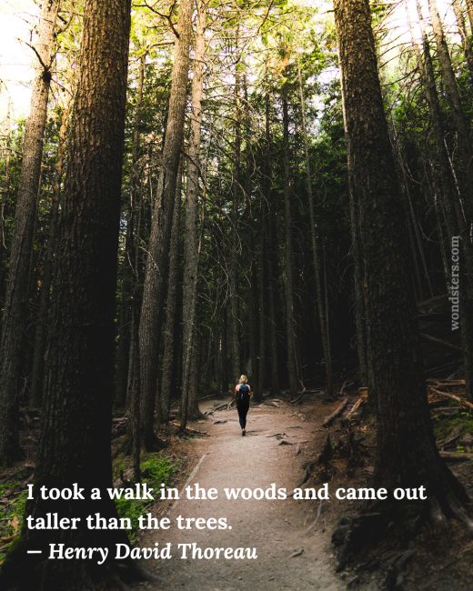 a walk in the wood