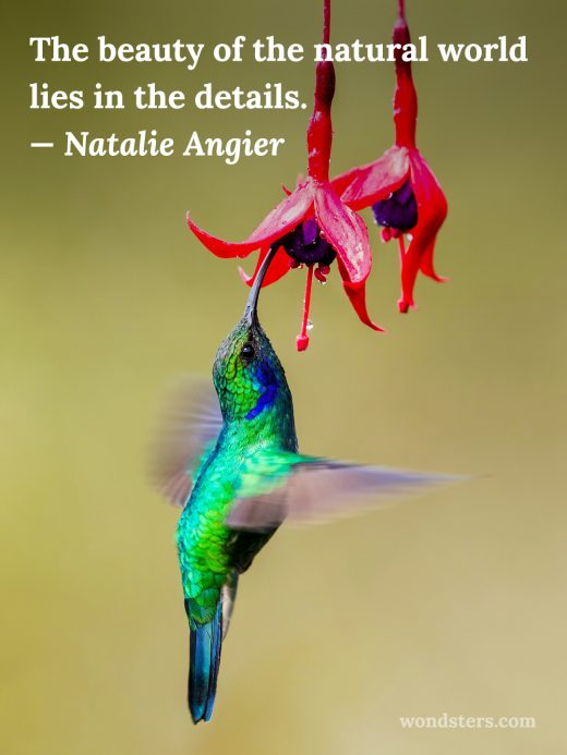 humming bird and red flowers