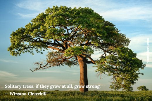 a big strong solitary tree - Winston Churchill