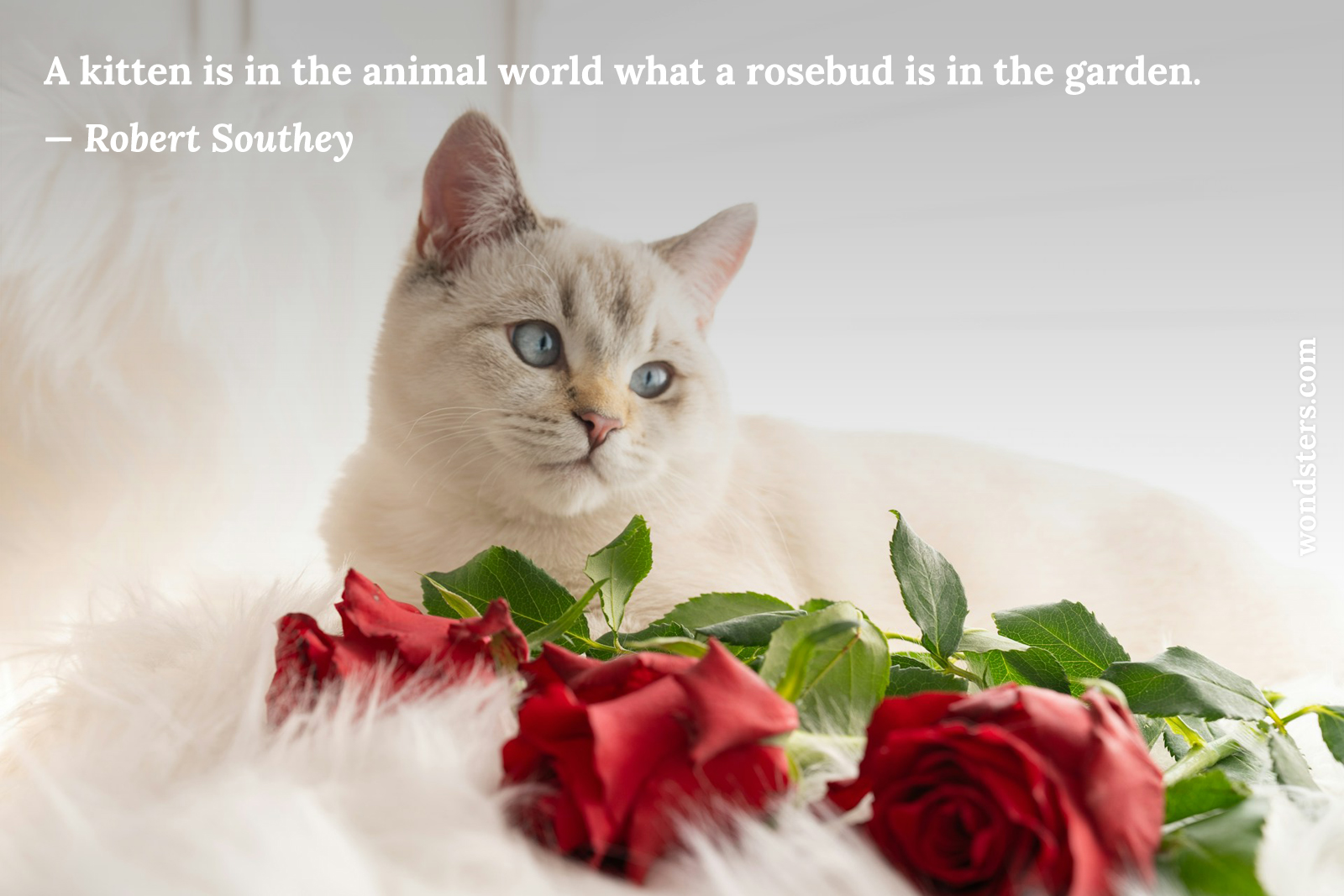 a kitten with roses
