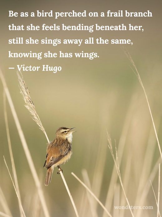 Sedge warbler singing on a frail branch