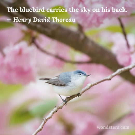 Blue-gray Gnatcatcher and cherry blossom