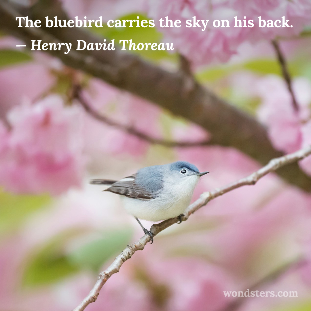 Blue-gray Gnatcatcher and cherry blossom