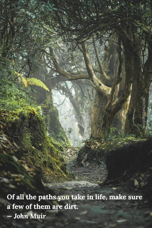 dirt path in the forest