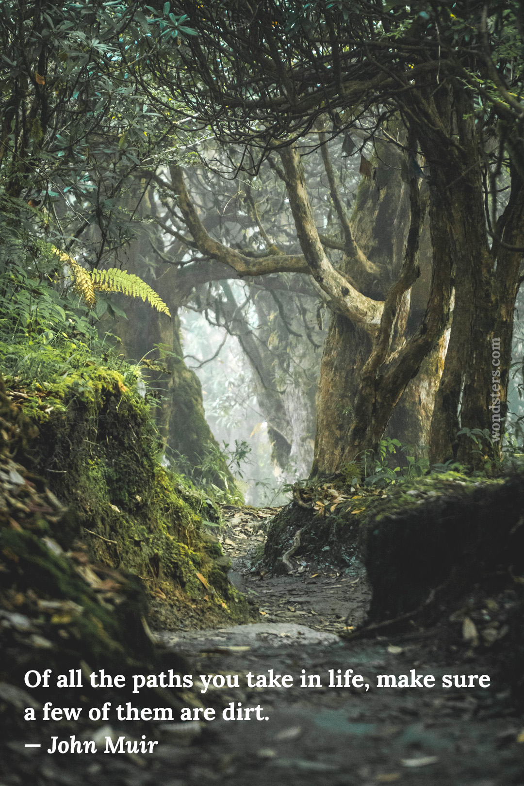 dirt path in the forest