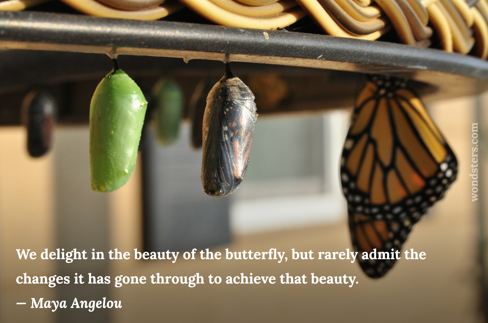 you have to face changes to become a butterfly