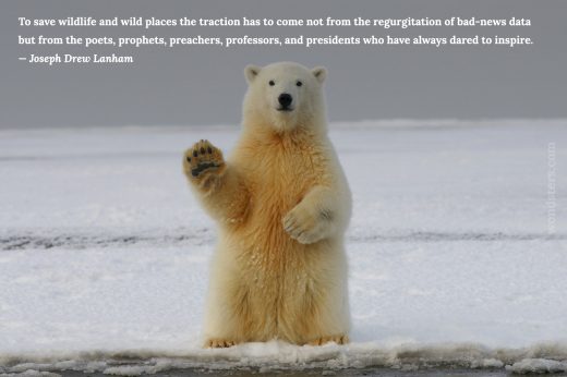 hi bear